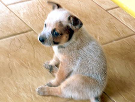 Conheçam Maya.
