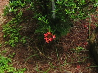 Recorte da foto de 0.7 megapixels.